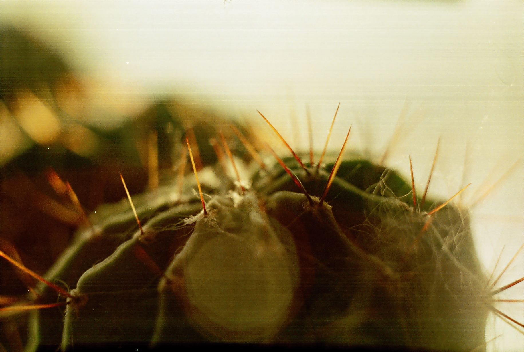 Иголки кактуса. снято с использованием макроколец.
